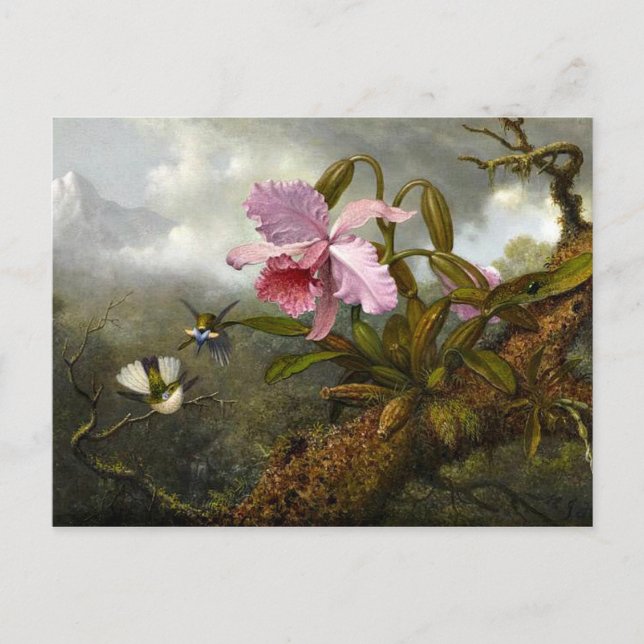 Cattleya Orchid, Two Hummingbirds and a Beetle Postcard (Front)