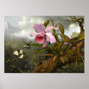 Cattleya Orchid, Two Hummingbirds and a Beetle Poster