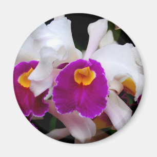 Cattleya Orchid - White/Purple Magnet