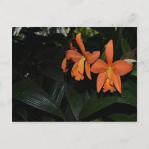 Cattleya Orchids and Tropical Plants Postcard