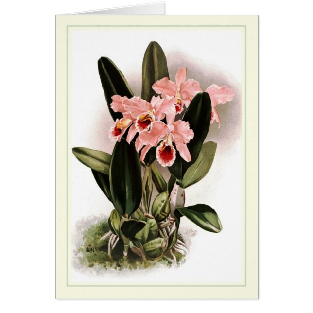 Cattleya percivaliana (Front)