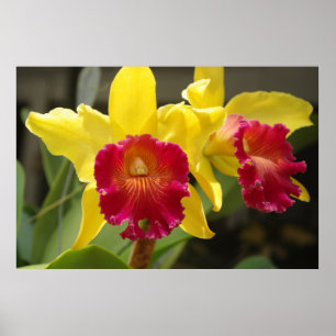 Cattleya Poster