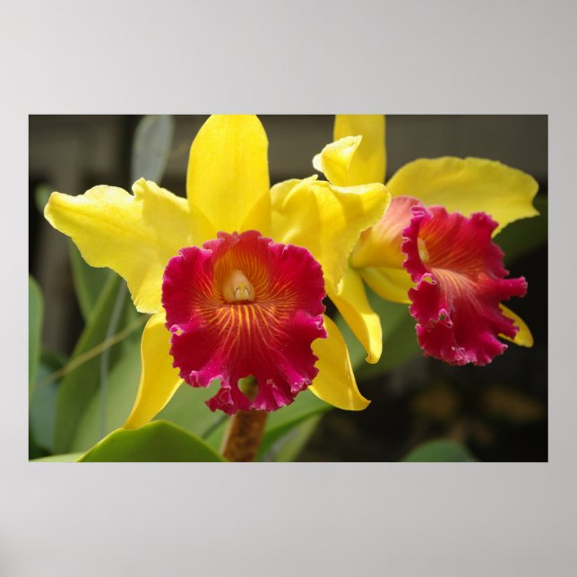Cattleya Poster (Front)