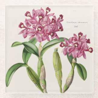 Cattleya skinneri by Bateman Orchid Print Glass Coaster