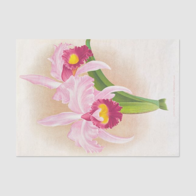 Cattleya Trianae Var Purpurata (Orchid) by Linden Tissue Paper (Front)