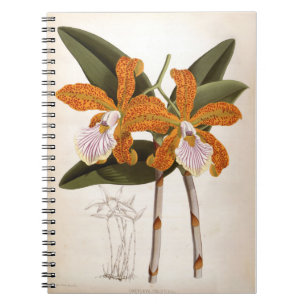 Cattleya Velutina Vintage Lindenia Orchid Notebook