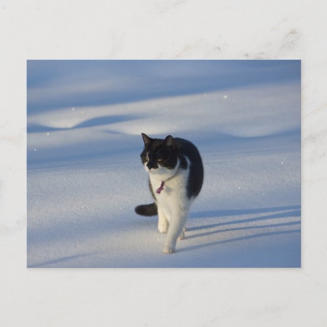 Catwalk CC0093 Postcard (Front)