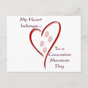 Caucasian Mountain Dog Heart Belongs Postcard