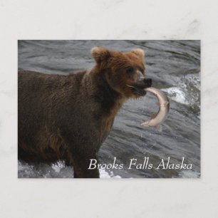 Caught, Brooks Falls Alaska Postcard