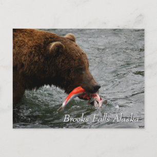 Caught, Brooks Falls Alaska Postcard