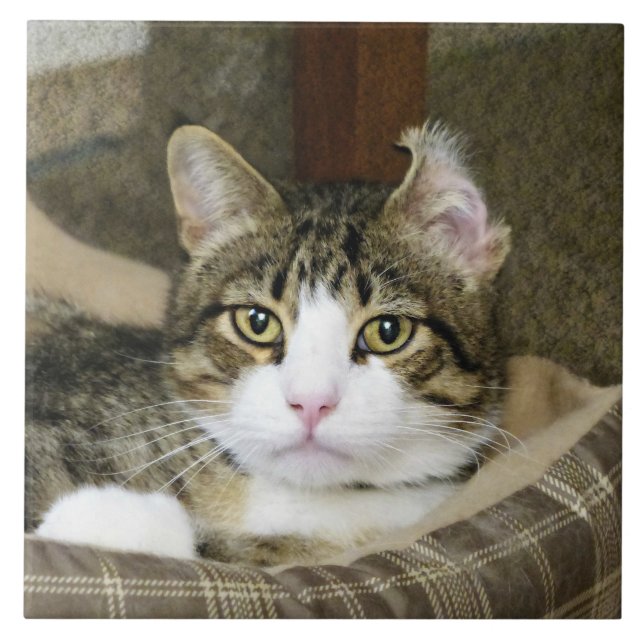 Caught Ceramic Tile (Front)