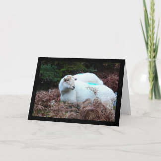 Caught Ewe Looking Card
