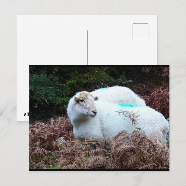 Caught Ewe Looking Postcard (Front/Back)