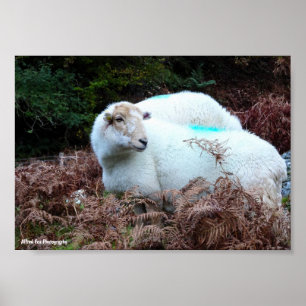 Caught Ewe Looking Poster