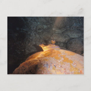 Caught in the Spotlight Postcard