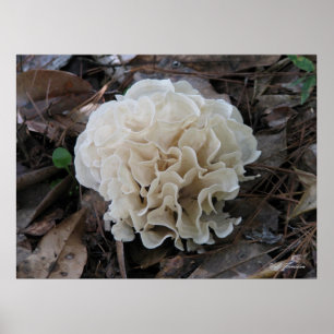 Cauliflower Fungus Poster