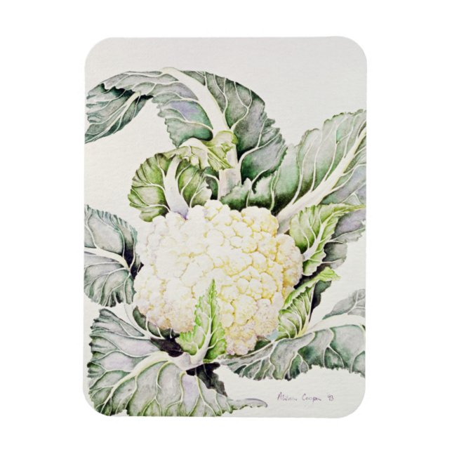 Cauliflower Study 1993 Magnet (Vertical)