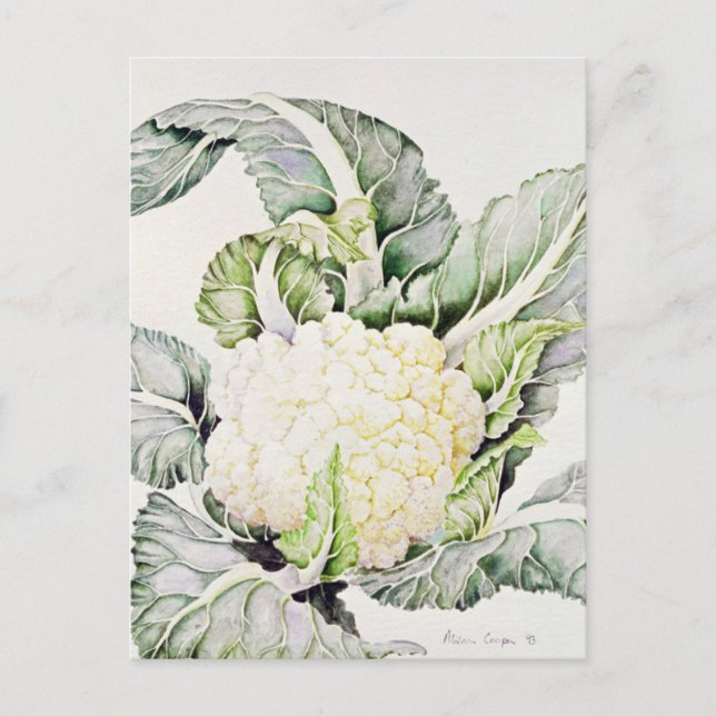 Cauliflower Study 1993 Postcard (Front)