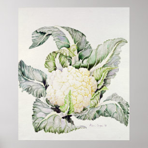 Cauliflower Study 1993 Poster