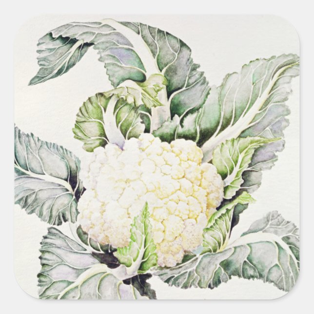 Cauliflower Study 1993 Square Sticker (Front)