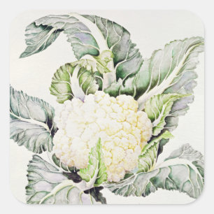 Cauliflower Study 1993 Square Sticker