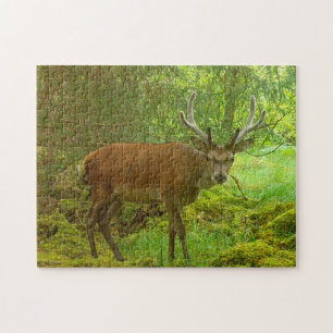 Cautious Red Deer Stag Jigsaw Puzzle