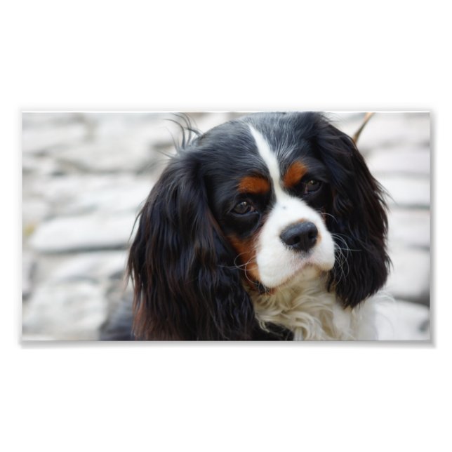 cav 2 photo print (Front)