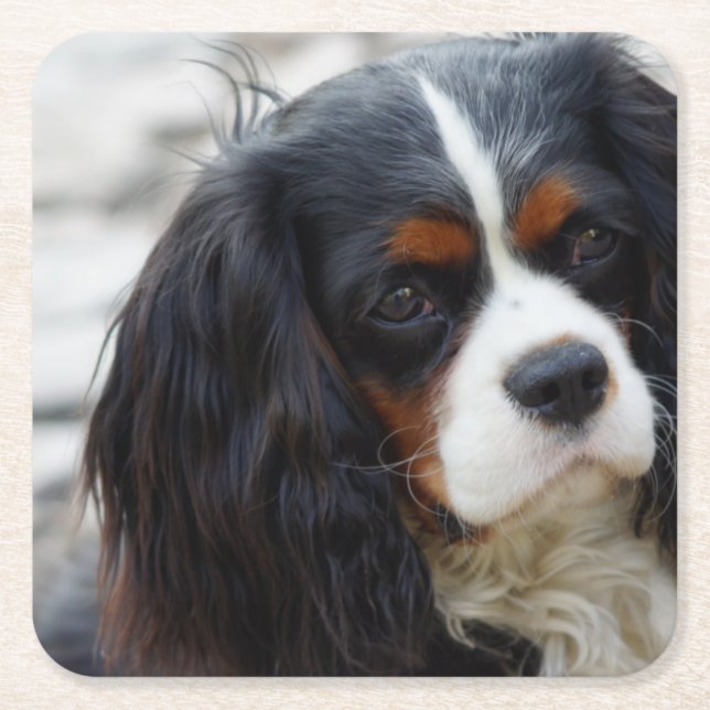 cav 2 square paper coaster (Front)