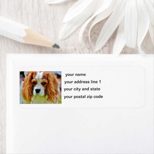 cav blenheim return address label (Insitu)