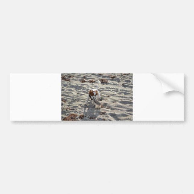 cav on beach bumper sticker (Front)