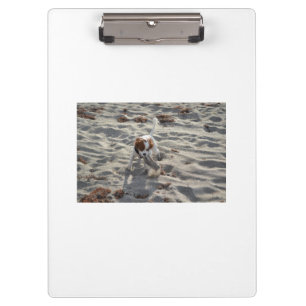 cav on beach clipboard
