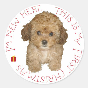 Cavachon Puppy First Christmas Classic Round Sticker