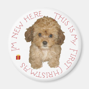 Cavachon Puppy First Christmas Magnet
