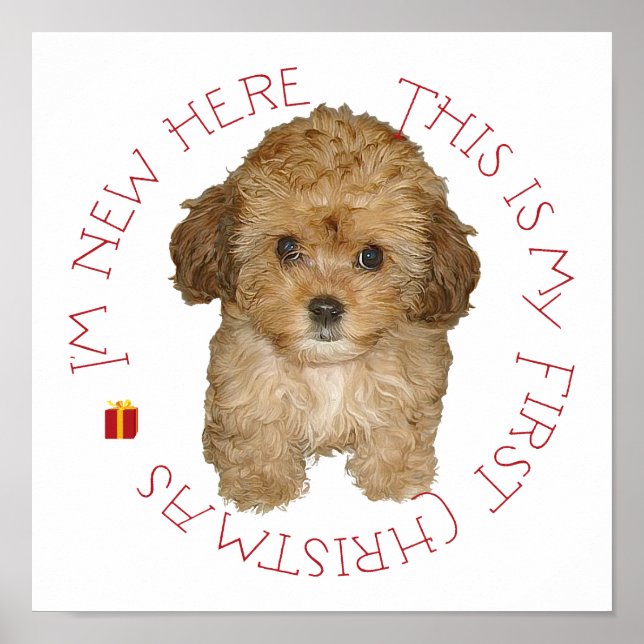 Cavachon Puppy First Christmas Poster (Front)