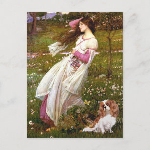 Cavalier 2 (Bl) - Windflowers Postcard