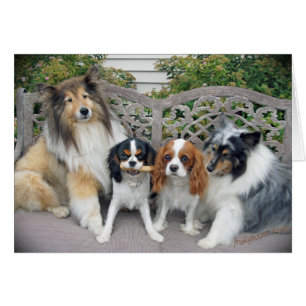 Cavalier King Charles and Shelties