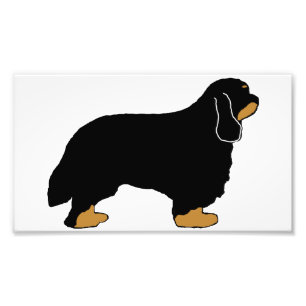Cavalier King Charles black and tan silo Photo Print