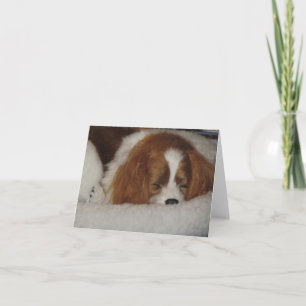 Cavalier King Charles Blenheim Blank Note Card