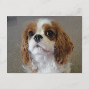 Cavalier King Charles cute puppy dog postcard