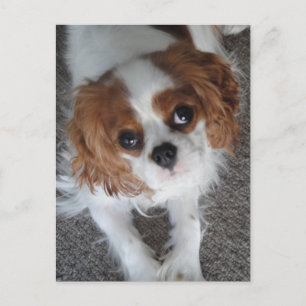 Cavalier King Charles cute puppy dog postcard