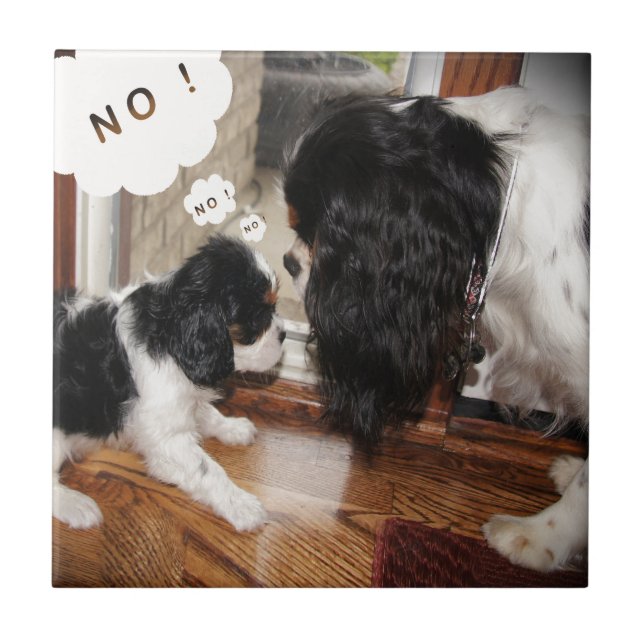 Cavalier King Charles Dad Says No Ceramic Tile (Front)