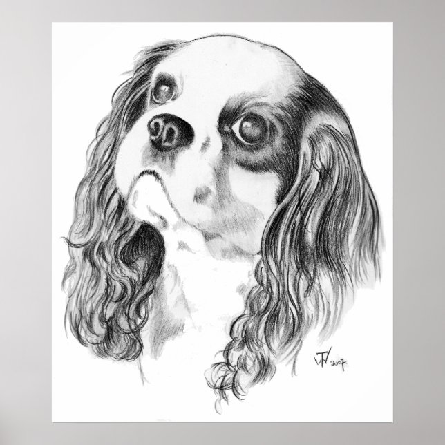 Cavalier King Charles Drawing Poster (Front)