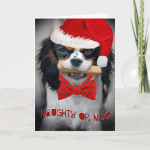Cavalier King Charles Merry Christmas Holiday Card