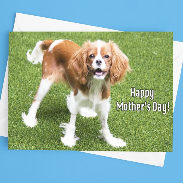 Cavalier King Charles Mother's Day Card (Creator Uploaded)