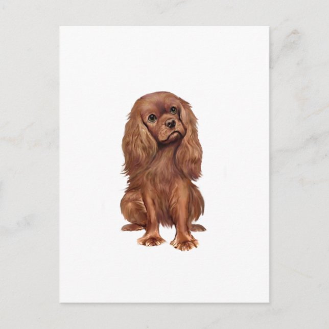 Cavalier King Charles - Ruby Postcard (Front)