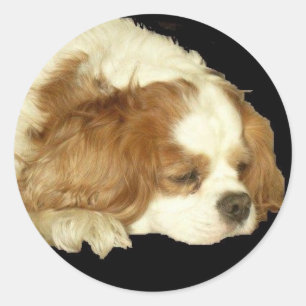 CAVALIER KING CHARLES SLEEPING CLASSIC ROUND STICKER