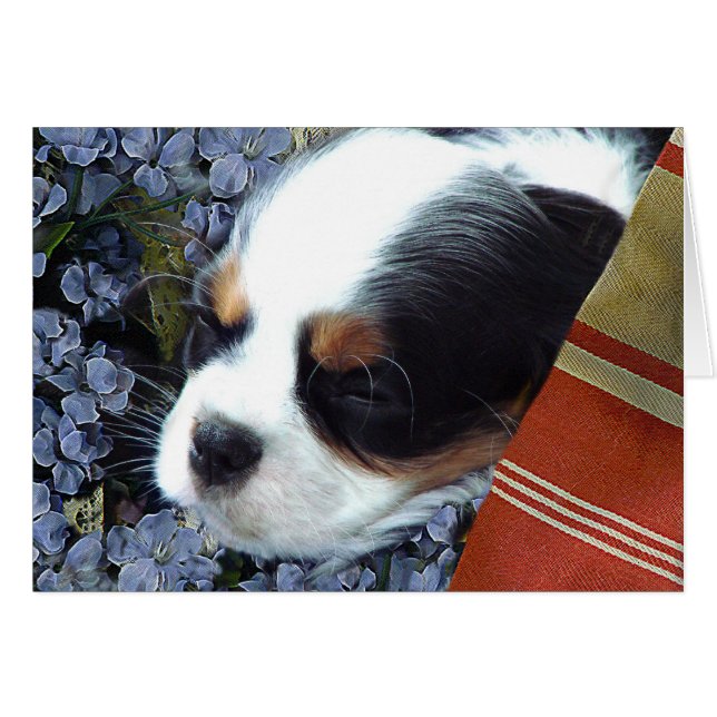Cavalier King Charles Spaniel (Front Horizontal)