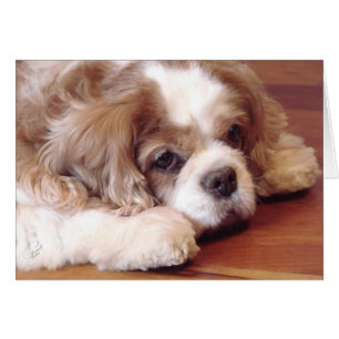 Cavalier King Charles Spaniel