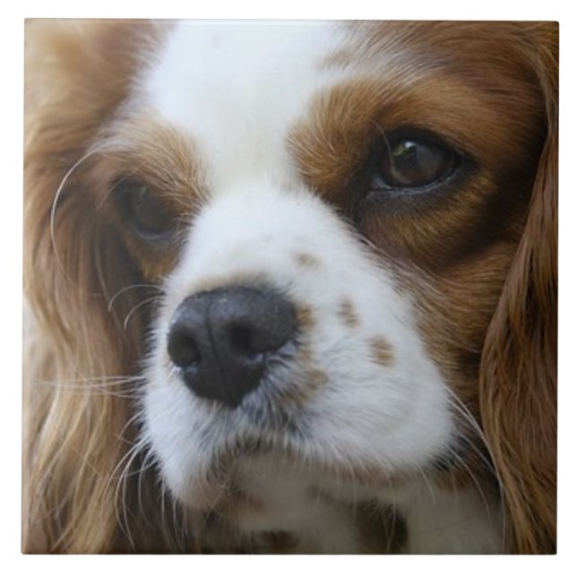 Cavalier King Charles Spaniel 2 Pet Love, KEEPSAKE Ceramic Tile (Front)