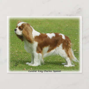 Cavalier King Charles Spaniel 9J001D-06 Postcard